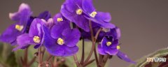 紫罗兰花放在家里好吗