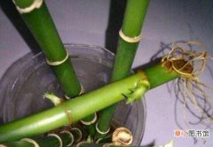 富贵竹的根烂了怎么办，富贵竹烂根处理方法