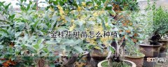 金桂花树苗怎么种植