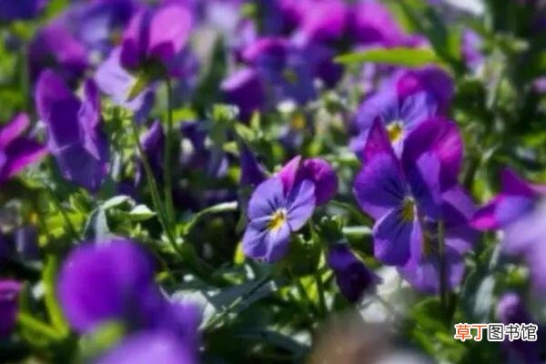 几月 紫罗兰什么时候开花 紫罗兰是什么味道