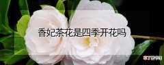 香妃茶花是四季开花吗