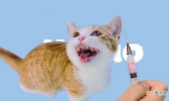 猫咪三联疫苗有什么用