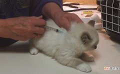 猫打疫苗起包了怎么办