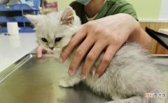 猫咪接种疫苗的不良反应有哪些