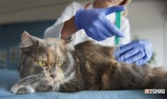 猫咪打狂犬疫苗的反应是什么