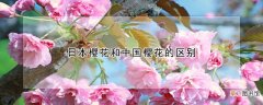 日本樱花和中国樱花的区别