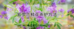 紫罗兰鲜花养护方法
