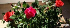 迷你玫瑰的养殖方法和注意事项