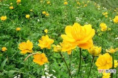 金莲花和金银花的区别是什么金莲花的临床作用