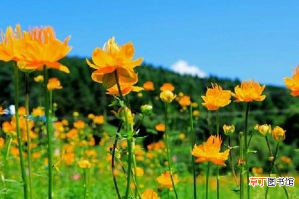 金莲花和金银花的区别是什么金莲花的临床作用