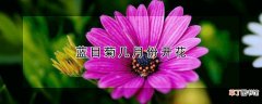 蓝目菊几月份开花