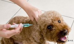 狗狗打疫苗会不会导致死亡