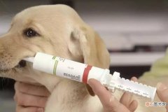 狗狗疫苗针与狂犬疫苗能一起打吗