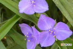 紫露草什么时候开花 紫露草有哪些品种