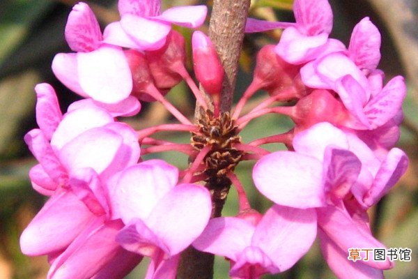 紫荆花什么时候开花