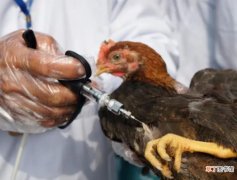 禽类疫苗有哪些