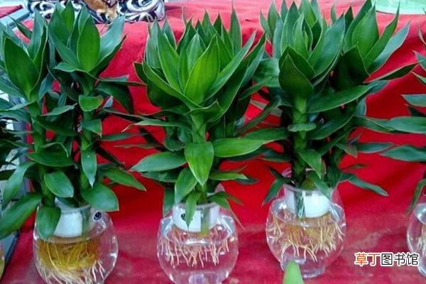 莲花竹为什么要养三棵 莲花竹的养殖方法和注意事项