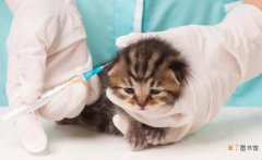 猫打完疫苗后一直睡觉怎么回事