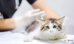 猫咪体重不到2斤能打疫苗吗