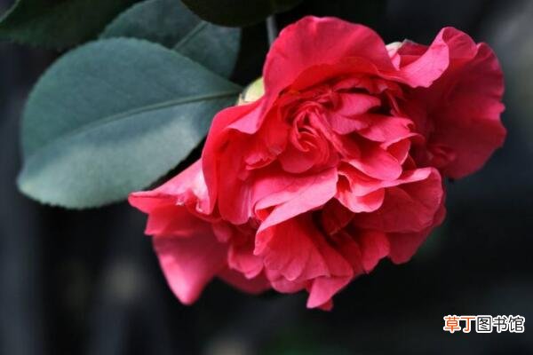 红色山茶花的花语
