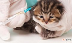 猫疫苗间隔15天可以打吗