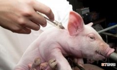猪蓝耳病疫苗的种类有哪些