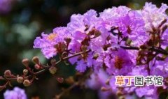 紫薇树多长时间浇水 紫薇树夏天怎么浇水