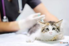 猫咪打完疫苗不良反应有哪些