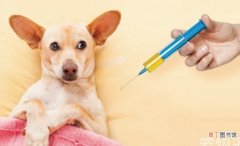 小狗打完疫苗出现呕吐怎么办