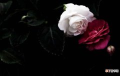 玫瑰和月季的区别，介绍六种不同区别方法