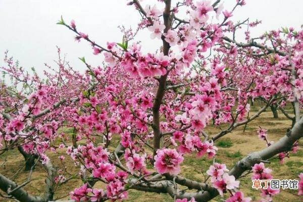 桃花的养殖方法和注意事项，4步教你养好桃花