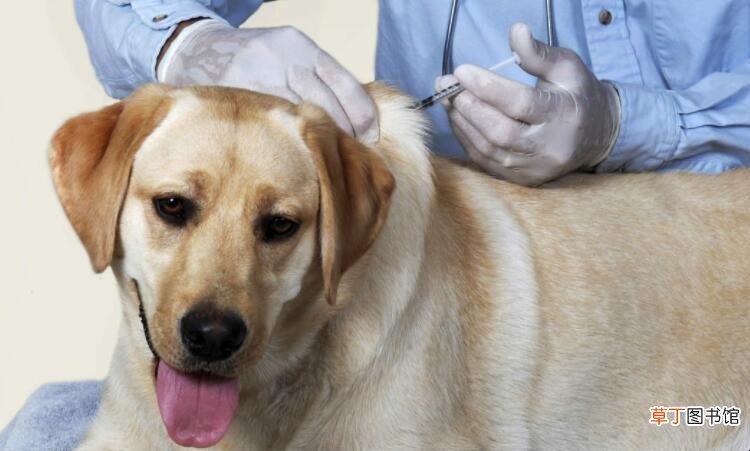 小狗打完疫苗感冒了怎么办