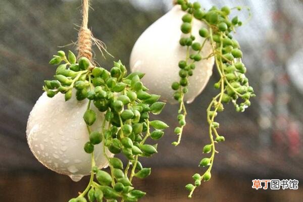 佛珠吊兰的养殖方法，养殖佛珠吊兰的四个技巧