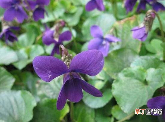 紫罗兰怎么种，紫罗兰种子的种植方法