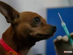 犬疫苗注射应注意什么