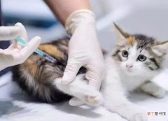 猫打完疫苗拉稀怎么办