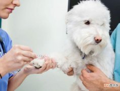 犬疫苗种类有哪些