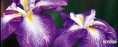 种植紫罗兰用什么盆