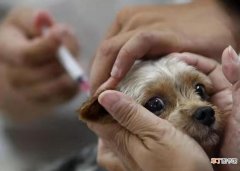犬瘟疫苗多久打一次