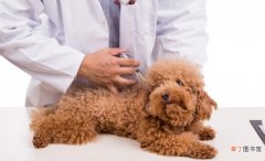 狗狗的四联疫苗包括哪些