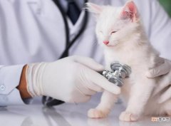猫咪打疫苗后的反应有哪些