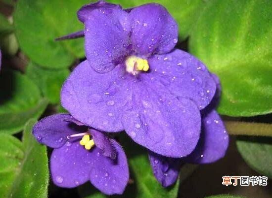 紫罗兰有哪些品种，紫罗兰品种大全