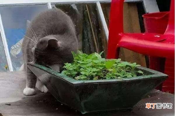 猫薄荷是什么植物 猫薄荷怎么用