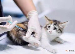 猫咪疫苗可以提前打吗