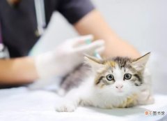 猫咪疫苗什么时候打