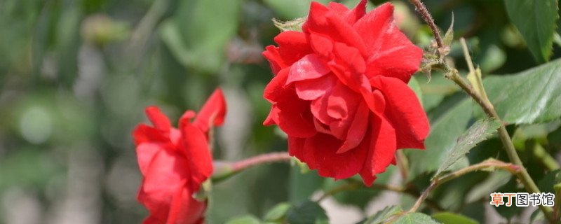 蔷薇花繁殖方法和注意事项