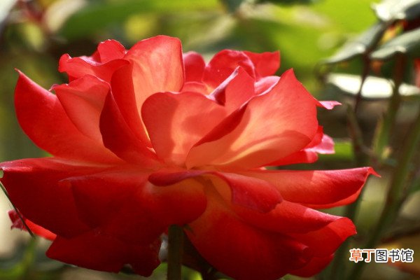 蔷薇花繁殖方法和注意事项
