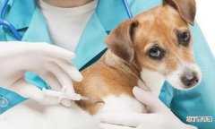 狗咬伤后疫苗多少钱