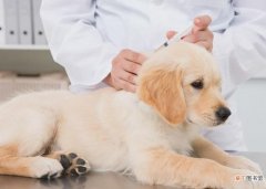 狗狗打三次疫苗分别是什么疫苗