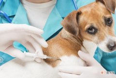 幼犬打了疫苗能洗澡吗